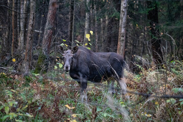 Obraz na płótnie Canvas Moose in the forest