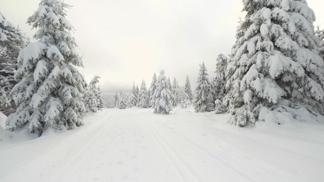 A cross-country skiing trail in a snow-covered winter landscape with trees