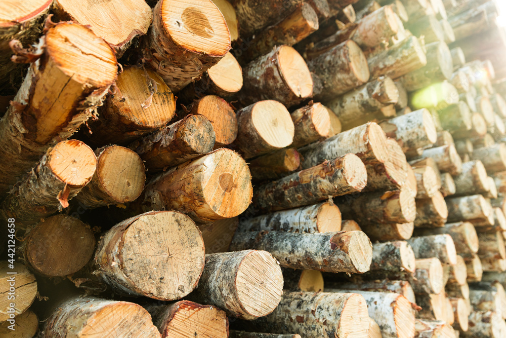 Poster the log birch is stacked in rows. Deforestation