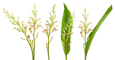 Galanga plant isolated on white background - obrazy, fototapety, plakaty