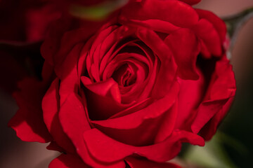 Macro shot of red rose in a garden, copy space