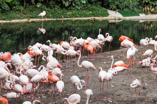 Beautiful flamingos at the zoo