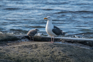 Seagull by the sea
