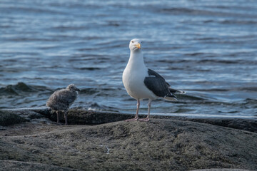 Naklejka premium Seagull by the sea