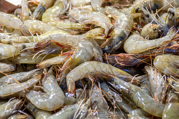 Fresh raw shrimps at the Rialto market in Venice, Italy