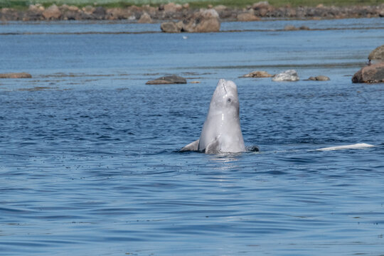 Beluga Whale Arctic