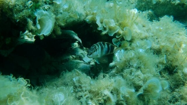 Slow motion, Painted comber (Serranus scriba) swimming over seabed. Adriatic Sea, Montenegro, Europe