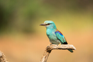 European roller (Coracias garrulus) , Castilla la Mancha, Spain.