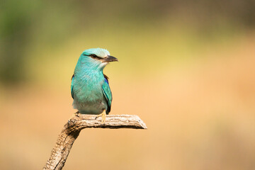 European roller (Coracias garrulus) , Castilla la Mancha, Spain.