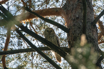 Ural owl in the forest