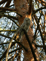 Ural owl in the forest