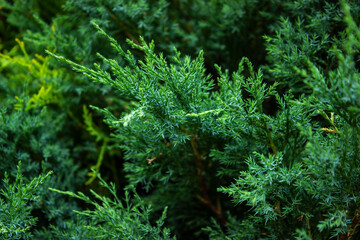 A green plant in a forest.High quality photo