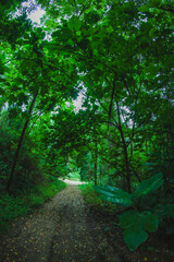 Naklejka premium on the forest road