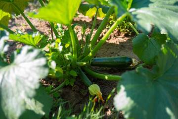 Fresh bio zucchini in home garden