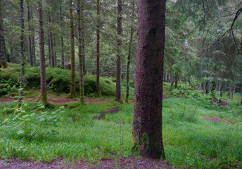 Moody norwegian forest