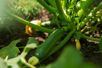 Fresh bio zucchini in home garden