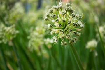 Home potted spider plant Chlorophytum close-up, airplane plant, Chlorophytum comosum, plant vertical natural background, botanical garden, copy space, selective focus