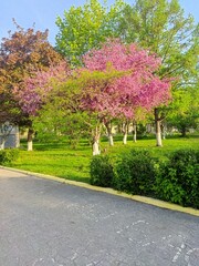 spring in the garden