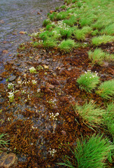 Along the lake shore