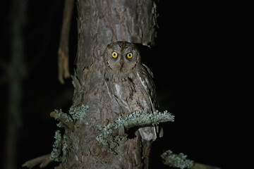 Small owl in the night