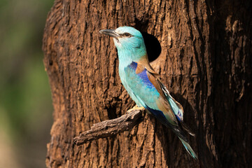 European roller (Coracias garrulus) , Castilla la Mancha, Spain.