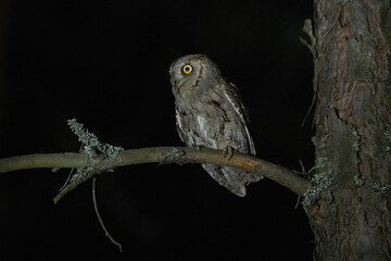 Small owl in the night
