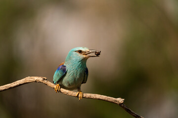 European roller (Coracias garrulus) , Castilla la Mancha, Spain.