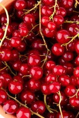 Red currant berries on White Background