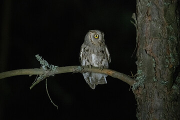 Small owl in the night