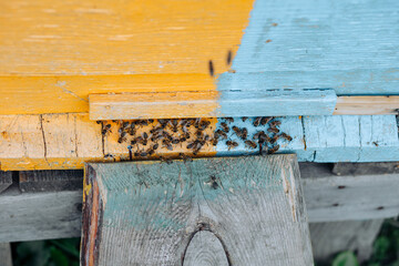 Close up of flying bees. Wooden beehive and bees.