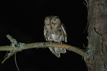 Small owl in the night