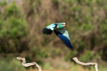 European roller (Coracias garrulus) , Castilla la Mancha, Spain.