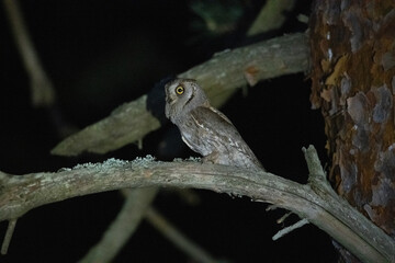 Small owl in the night