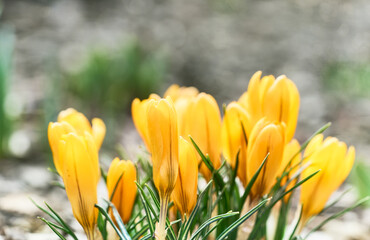 Naklejka premium Beautiful bright yellow crocuses flowers close-up. Early spring close-up flowers.