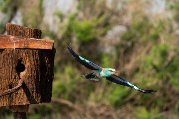 European roller (Coracias garrulus) , Castilla la Mancha, Spain.