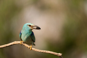 European roller (Coracias garrulus) , Castilla la Mancha, Spain.