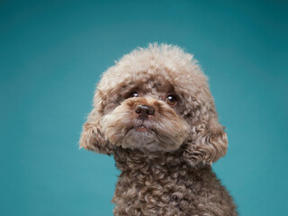cute curly chocolate poodle. The dog is like a toy. Beautiful pet on a blue background