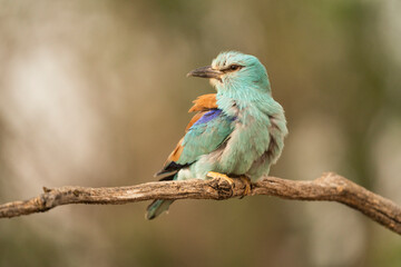 European roller (Coracias garrulus) , Castilla la Mancha, Spain.