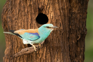 European roller (Coracias garrulus) , Castilla la Mancha, Spain.