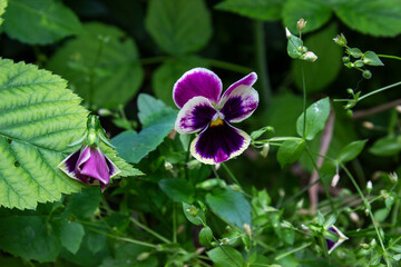 A close up of a flower.A close up of a plant