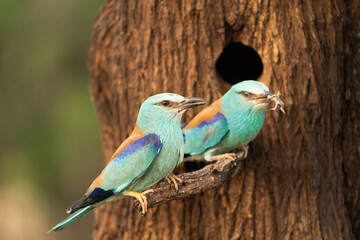 European roller (Coracias garrulus) , Castilla la Mancha, Spain.
