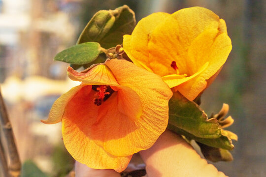 Orange Rosewood flower close-up. Indian Tulip Tree