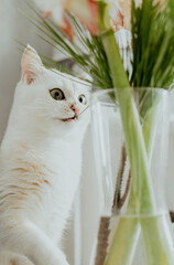Portrait einer Katze die an einer Pflanze knabbert 