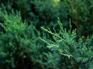 A close up of some bushes.A close up of a plant