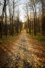 Forest trail with in colorful autumn woods with rays of warm sunlight. Hiking path in fall forest
