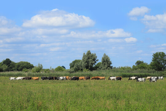 A cow herd in Linum, federal state Brandenburg - Germany