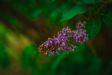Purple flowers of blooming lilac, beautiful natural background with space for text