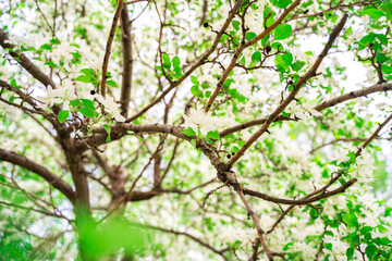 White flowers of a blooming apple tree, a beautiful natural background