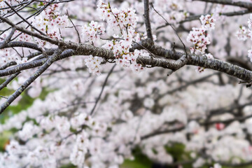 ソメイヨシノ2021