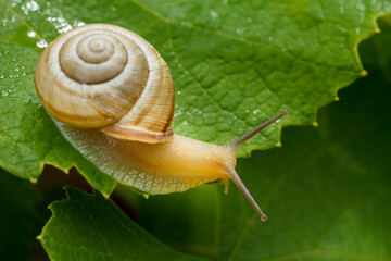 Close-up view of snail on green leaf.